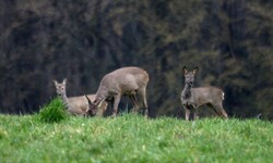 Der Unbekannte hat es auf Rehe abgesehen.