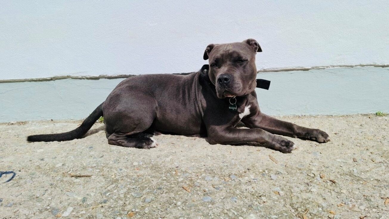 „Atesch“ wurde abgegeben, weil die Besitzerin keine Zeit für ihn hatte. Die Tierecke sucht ein ...