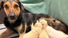 Hundemama „Mila“ mit ihren überlebenden Welpen
