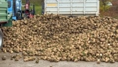 Ein trauriger Arbeitsunfall ereignete sich am Montagmorgen beim Abladen von Zuckerrüben.