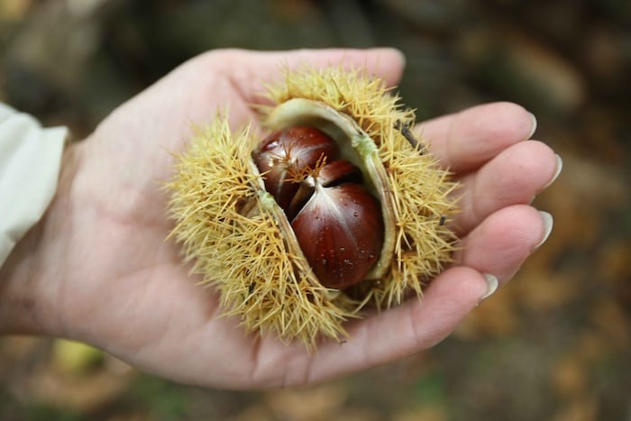 Klostermarienberg ist für Feste rund um die Kastanien beliebt.