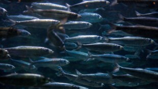 Der Atlantische Hering ist einer der häufigsten Fische der Welt.