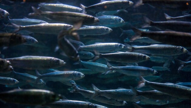 Der Atlantische Hering ist einer der häufigsten Fische der Welt.
