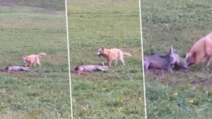 Szenen, in denen ein frei laufender Hund eine Rehgeiß zerbeißt, wurden von einem Pkw-Lenker in ...