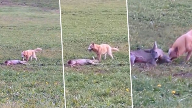 Szenen, in denen ein frei laufender Hund eine Rehgeiß zerbeißt, wurden von einem Pkw-Lenker in ...