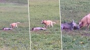 Szenen, in denen ein frei laufender Hund eine Rehgeiß zerbeißt, wurden von einem Pkw-Lenker in ...