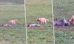 Szenen, in denen ein frei laufender Hund eine Rehgeiß zerbeißt, wurden von einem Pkw-Lenker in ...
