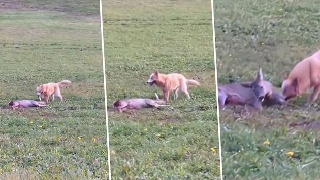 Scenes of a free-roaming dog biting a doe were filmed by a car driver in Tultschnig near ...