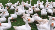Viele Feinschmecker lieben Gansl, wollen aber auch wissen, ob diese vor der Schlachtung ein ...