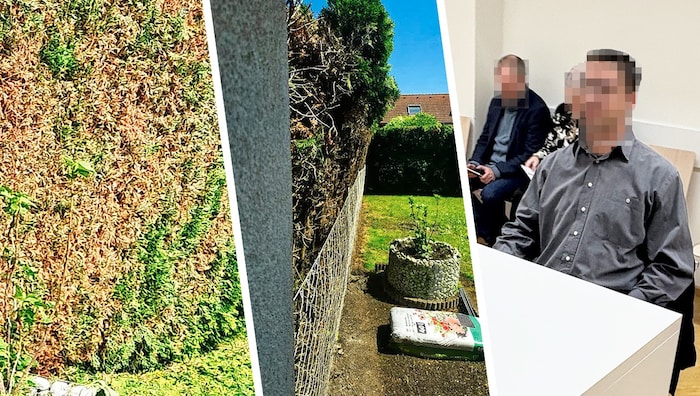 Diese Hecke in der Donaustadt wurde vom Angeklagten zu stark zurückgeschnitten.