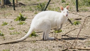 Das junge Känguru ist verschwunden.