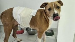 „Richies“ furchtbare Wunden heilen nun schön langsam.