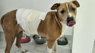 „Richies“ furchtbare Wunden heilen nun schön langsam.