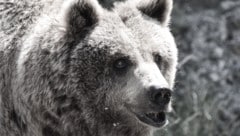 Braunbär Aragon wurde 32 Jahre alt.