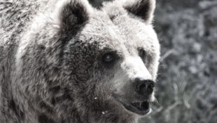 Braunbär Aragon wurde 32 Jahre alt.