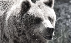 Braunbär Aragon wurde 32 Jahre alt.