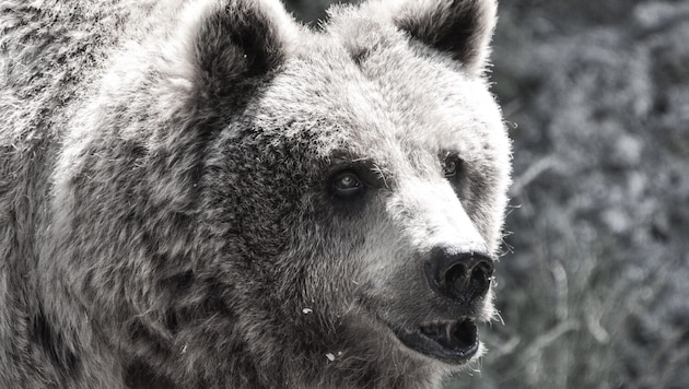 Braunbär Aragon wurde 32 Jahre alt.