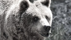 Braunbär Aragon wurde 32 Jahre alt.