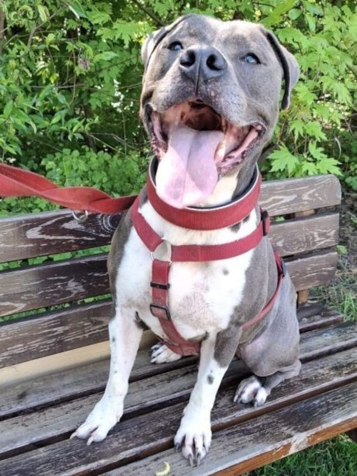 Traumplatz ohne Katzen gesucht