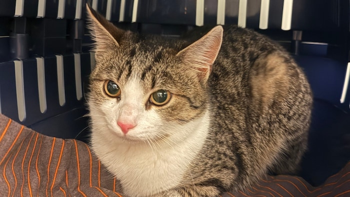 Wann holt mich mein Besitzer nach Hause?