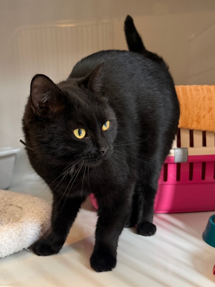 Wem gehört dieser Kater?