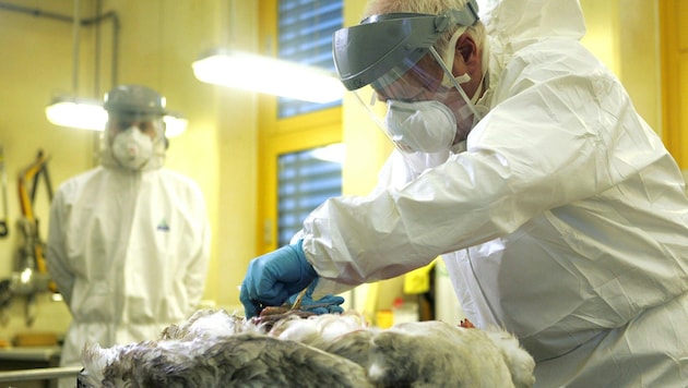 Der Virologe Florian Krammer hält eine Pandemie zwar für unwahrscheinlich, rät aber Menschen mit ...