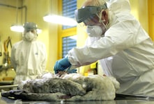 Der Virologe Florian Krammer hält eine Pandemie zwar für unwahrscheinlich, rät aber Menschen mit ...