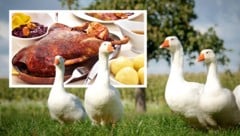 Besonders in der Gastronomie landen überwiegend importierte Gänse auf den Tellern. Viele stammen ...