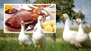 Besonders in der Gastronomie landen überwiegend importierte Gänse auf den Tellern. Viele stammen ...