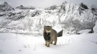 Eine Pallaskatze auf 4970 Metern Höhe. Ein grauer Schatten im Schnee, gefangen auf einem Foto – ...