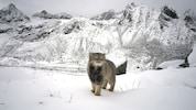 Eine Pallaskatze auf 4970 Metern Höhe. Ein grauer Schatten im Schnee, gefangen auf einem Foto – ...