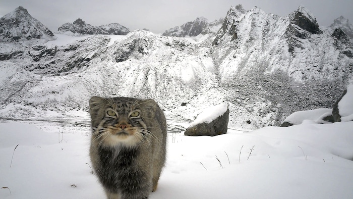 Eine scheue Königin der Kälte: Die Pallaskatze auf 4970 Metern Höhe