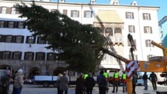 Die 18 Meter hohe Fichte wurde am Dienstag vor dem Goldenen Dachl aufgestellt.