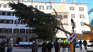 Die 18 Meter hohe Fichte wurde am Dienstag vor dem Goldenen Dachl aufgestellt.