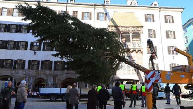Die 18 Meter hohe Fichte wurde am Dienstag vor dem Goldenen Dachl aufgestellt.