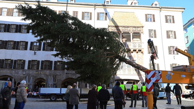 Die 18 Meter hohe Fichte wurde am Dienstag vor dem Goldenen Dachl aufgestellt.