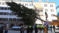 Die 18 Meter hohe Fichte wurde am Dienstag vor dem Goldenen Dachl aufgestellt.
