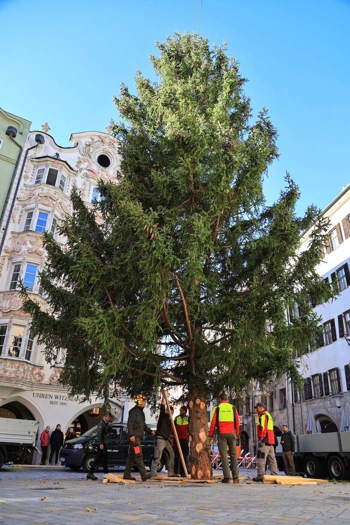 Der Christbaum steht.