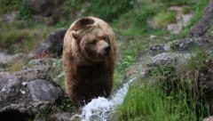 Aragon galt immer als ruhig und besonnen. Zudem liebte er das Wasser – inklusive Schwimmen und ...