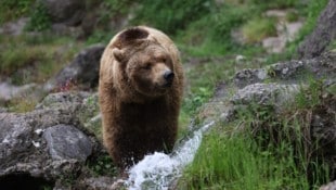 Aragon galt immer als ruhig und besonnen. Zudem liebte er das Wasser – inklusive Schwimmen und ...