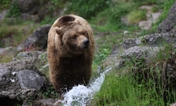 Aragon galt immer als ruhig und besonnen. Zudem liebte er das Wasser – inklusive Schwimmen und ...