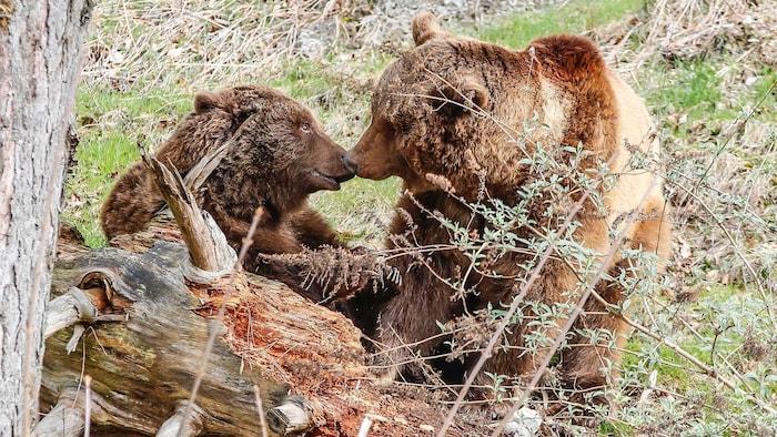 Die meiste Zeit seines Lebens verbrachte der in Salzburg geborene Braunbär mit seiner Mutter. ...
