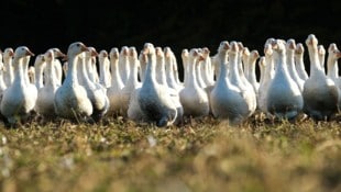 Heimische Gänse werden unter strengen Auflagen gehalten, sind dafür teurer.