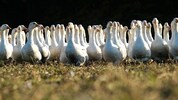 Heimische Gänse werden unter strengen Auflagen gehalten, sind dafür teurer.