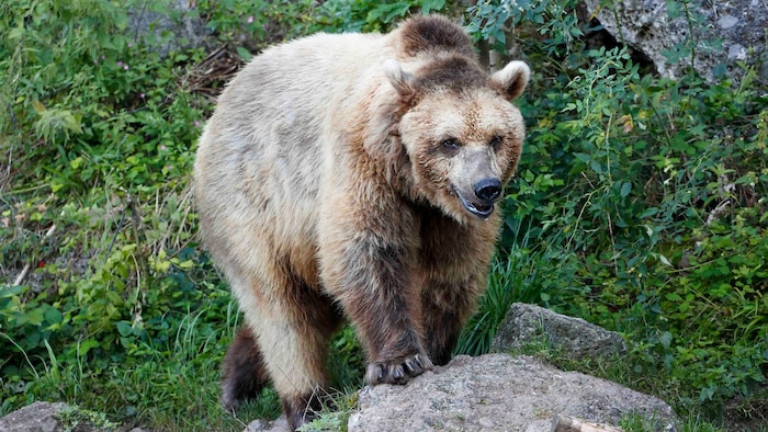 Die schwedische Bärin Losa wurde 2023 die neue Partnerin des Salzburgers Aragon.
