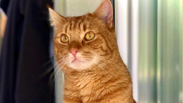 Fox-red tomcat on the loose!