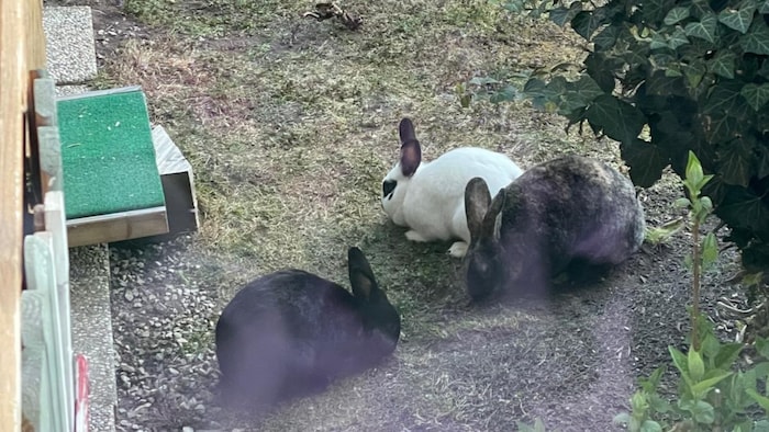 Trio hofft auf neuen Unterschlupf!