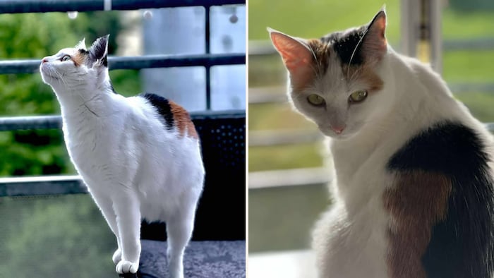 Missing without a trace!