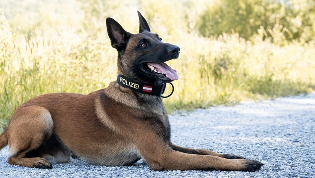 Polizei-Diensthund „Hell-Harvey in Fidem“ alias „Loki“