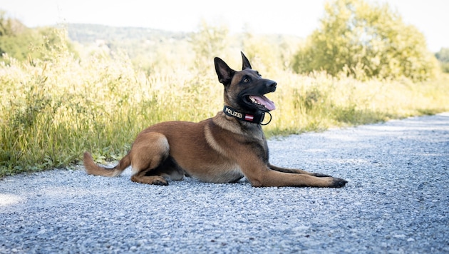 Polizei-Diensthund „Hell-Harvey in Fidem“ alias „Loki“